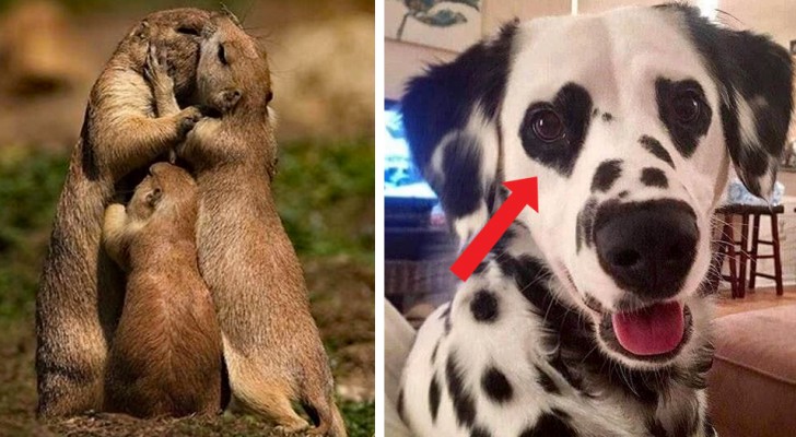 19 animaux "amoureux" qui vous feront sourire même pendant une mauvaise journee.