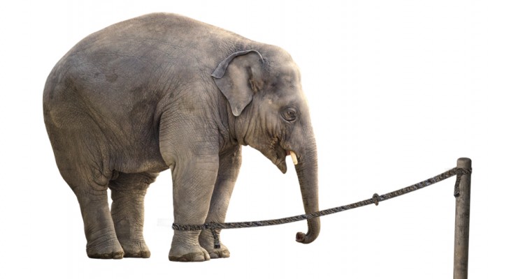 La storia della corda e dell'elefante, che ci ricorda quanto la paura di fallire ci paralizza