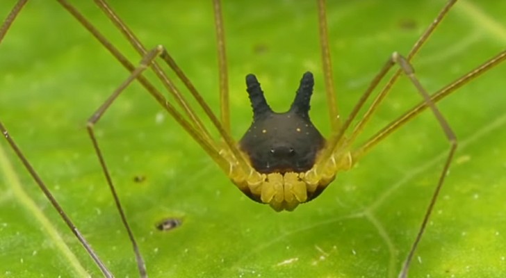 Questo ragno con la testa a forma di coniglio è totalmente reale, anche se non lo diresti mai