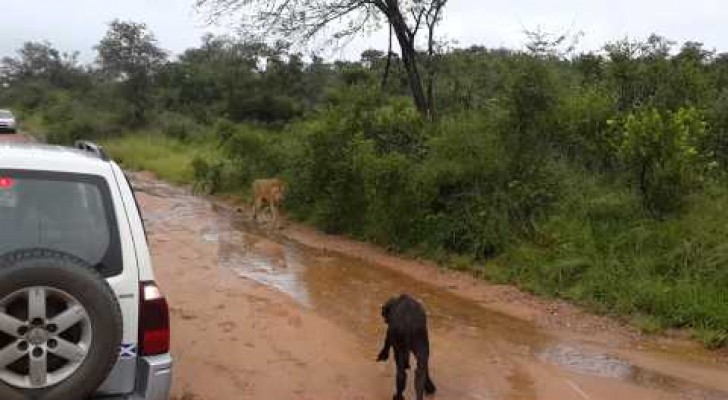 Mom saves the little buffalo from the attack of a lion