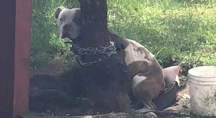 A pit bull remains tied up with a very tight short chain without food or water for days until the neighbors decide to intervene