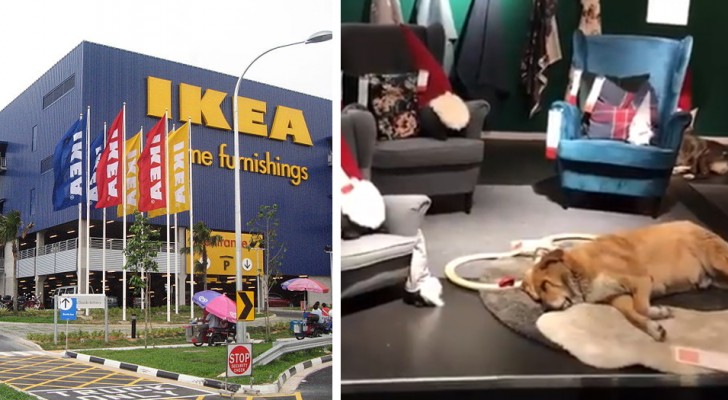 Il negozio IKEA di Catania apre le porte ai cani randagi per farli riparare durante il maltempo