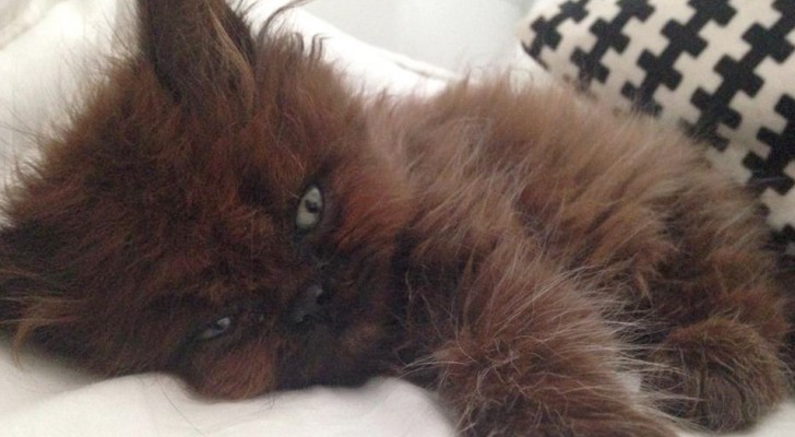 A woman adopts a tiny sick kitten and after a year it has become a beautiful lovable fluffy ball of fur