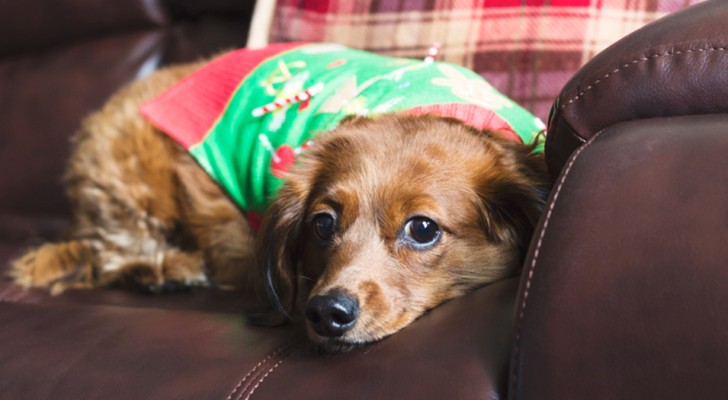 Secondo uno studio giapponese, non c'è nulla di male nel trattare il cane come un membro della famiglia