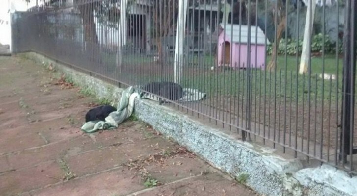 La foto de estos dos perros que dividen la manta es la cosa mas motivadora que veran hoy