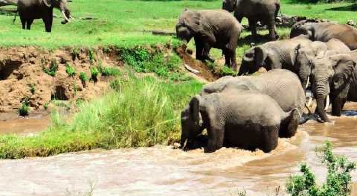 Elephant calf river rescue