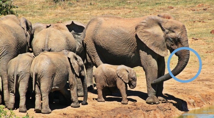 La nature passe à la contre-attaque : les éléphants évoluent pour perdre leurs défenses et se protéger des braconniers 