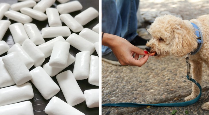 Getötet von Xylitol: Die Geschichte dieses kleinen Hundes warnt uns vor der Gefahr dieses Inhaltsstoffs