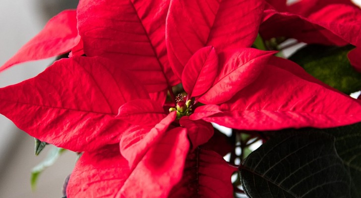 L'origine de l'étoile de Noël ; une belle histoire à raconter pendant la nuit la plus magique de l'année