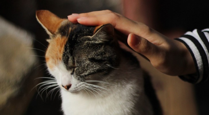 Que cosa es la "gato-terapia" y cuales son sus beneficios sobre nuestra salud fisica y mental