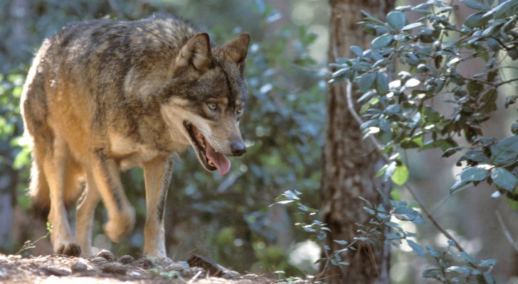 Ottime notizie per la fauna italiana: il lupo popola sempre più territori e il castoro torna dopo 450 anni
