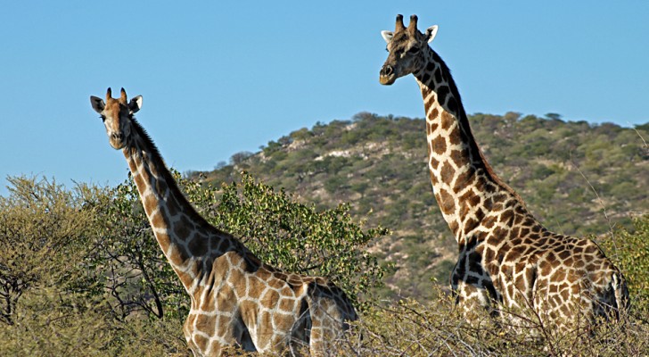 La giraffa è stata ufficialmente inserita nella lista rossa degli animali a rischio di estinzione