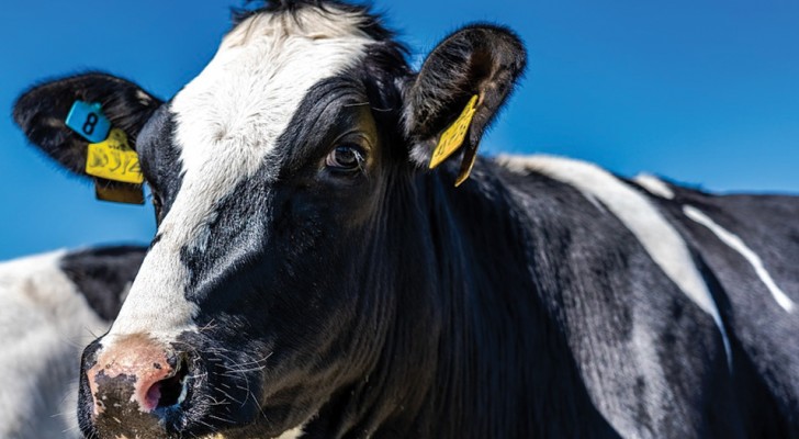 Nur 60% einer Kuh landen in der Metzgerei: So wird der Rest genutzt