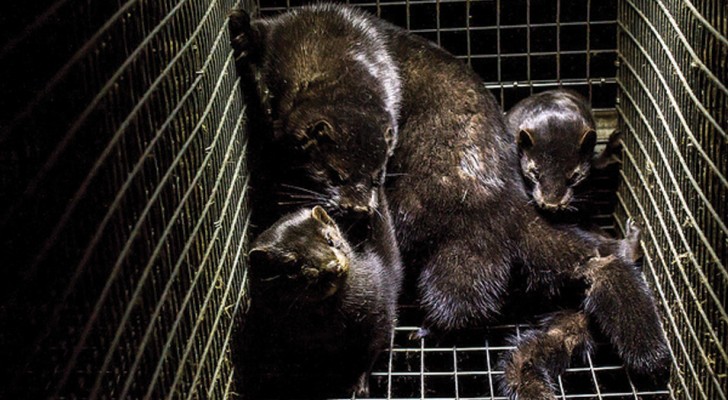 A Modena ha chiuso un allevamento di visoni destinati alla produzione di pellicce