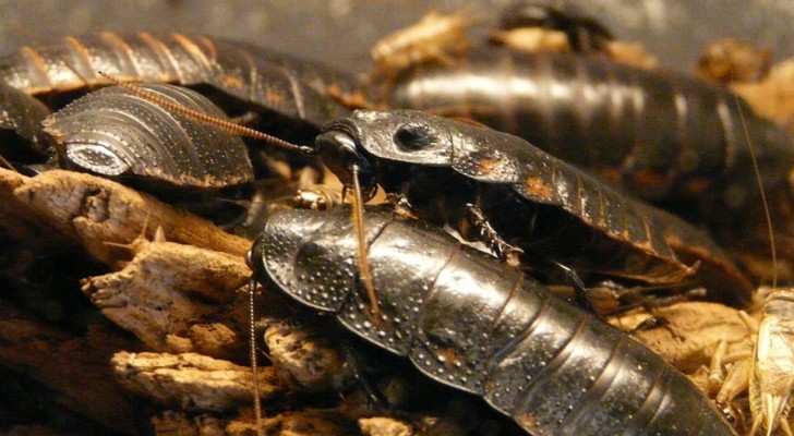 In China verwerken gekweekte kakkerlakken 50 ton aan gft-afval per dag