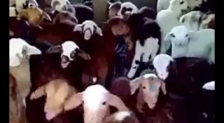 Un gruppo di tenerissime pecorelle risponde in coro