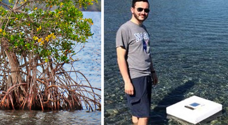 Dei ricercatori italiani creano un dispositivo che depura l'acqua sfruttando il segreto delle mangrovie