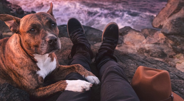 A maravilhosa missão espiritual dos cães nas nossas vidas