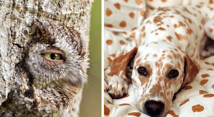 24 Immagini di animali mimetizzati che difficilmente riuscirete a notare
