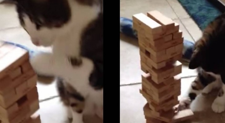 Un uomo "sfida" un gatto al gioco da tavola: l'esito è stupefacente!