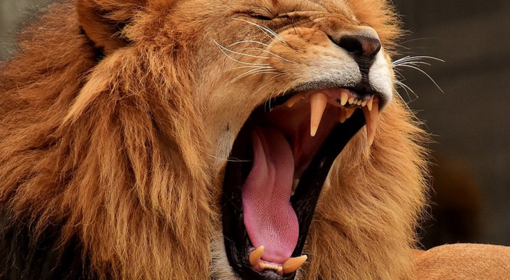 Weten of je een leeuw, dolfijn, wolf of beer bent zal volgens deze slaapspecialist je leven veranderen
