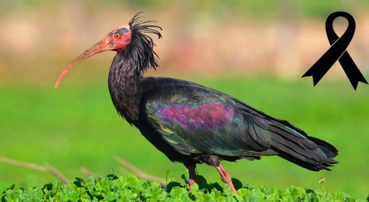 Un rarissimo esemplare di ibis eremita è stato abbattuto dai bracconieri nei cieli della Toscana