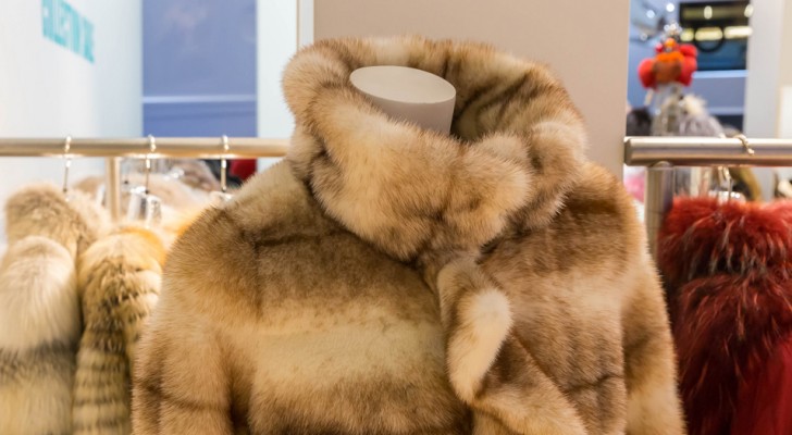 Il declino inarrestabile del mercato delle pellicce: chiuso un altro allevamento nel nord Italia