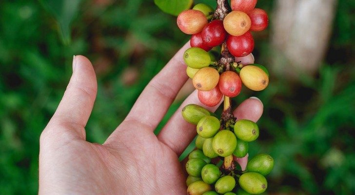 Oltre il 60% delle specie selvatiche di caffè rischia di scomparire: gli esperti lanciano l'allarme