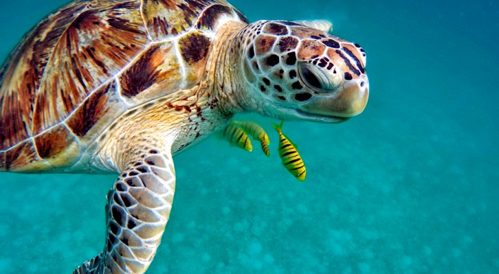 Una tartaruga marina su cinque rischia la morte per aver ingerito un solo pezzo di plastica