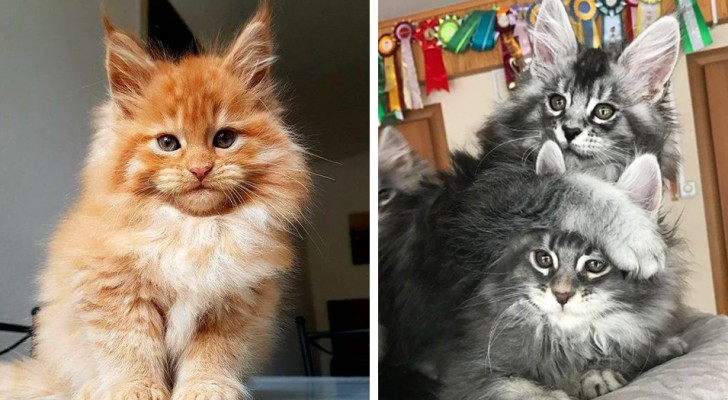 19 lieve Maine Coon kittens die niet kunnen wachten om groot en fascinerend te worden