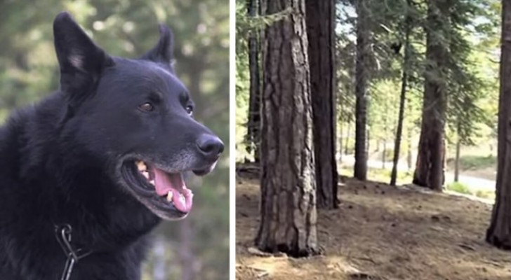Un chien sauve son ami humain en le gardant au chaud pendant trois jours et en le protégeant des coyotes
