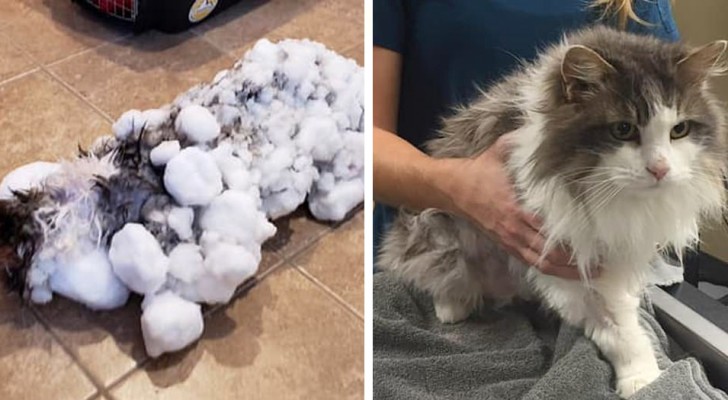 Trovano un gatto totalmente congelato in mezzo alla bufera: le cure dei veterinari fanno un vero miracolo