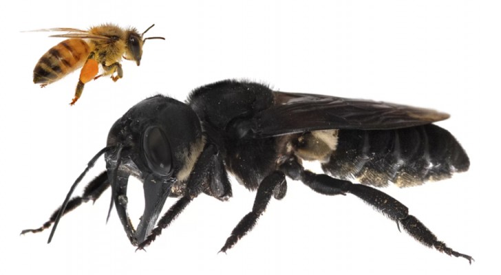 Sie dachten, sie sei ausgestorben, aber die größte Biene der Welt lebt immer noch auf unserem Planeten