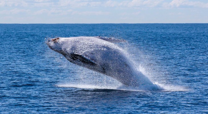 Il Giappone ha annunciato che a luglio 2019 riprenderà la caccia alle balene