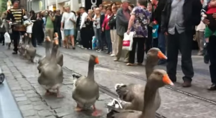 Yes, there is also a geese parade!!