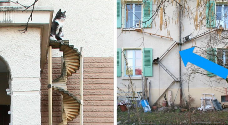 In Svizzera i condomini installano delle scale esterne per i gatti... ed è un'idea geniale