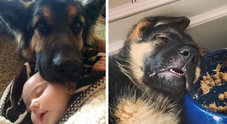 21 lovely reasons not to adopt a German shepherd dog
