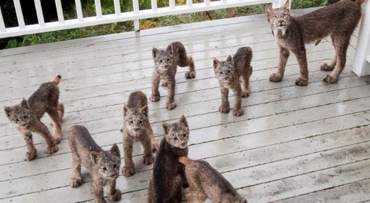 Ele ouve barulhos na varanda, quando sai, dá de cara com uma família inteira de linces que brincam