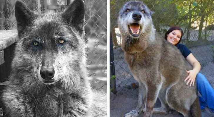 The owners abandon it at an animal shelter because it is too big and aggressive and a DNA test reveals that it is 87% Gray wolf 