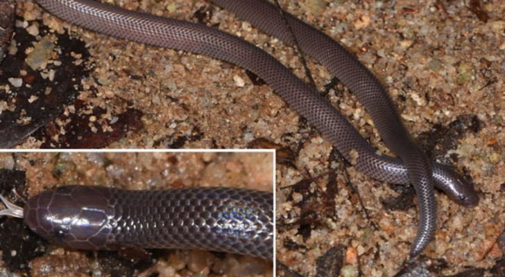 Es wurde eine neue Schlangenart entdeckt: Sie tötet ihre Beute mit den Seitenzähnen, ohne den Mund öffnen zu müssen