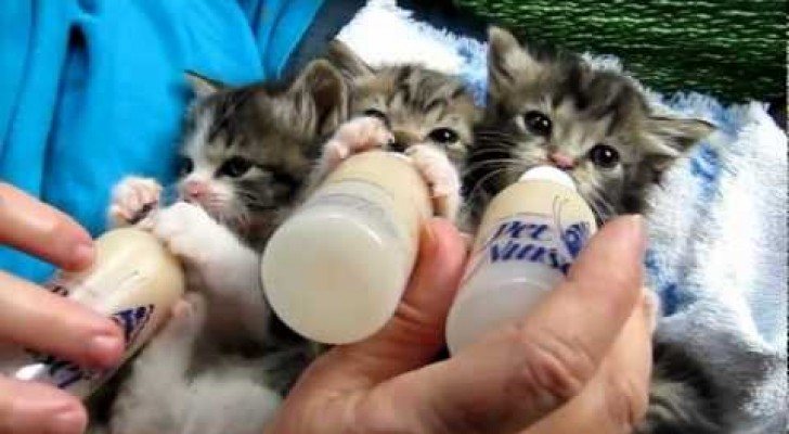 Cutest kittens ever !!