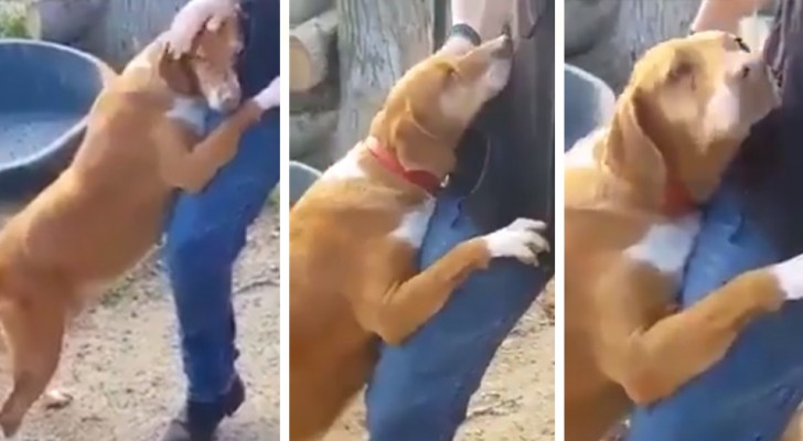 El periodista entra a la perrera para escribir una historia pero un perro no deja de abrazarlo: al final se lo lleva con él