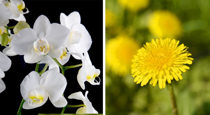 In psicologia esistono due tipi di personalità: voi siete più orchidea o tarassaco?