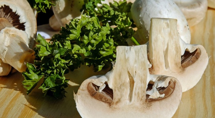Twee keer per week paddenstoelen eten vermindert het risico op cognitieve achteruitgang, dat beweert een onderzoek