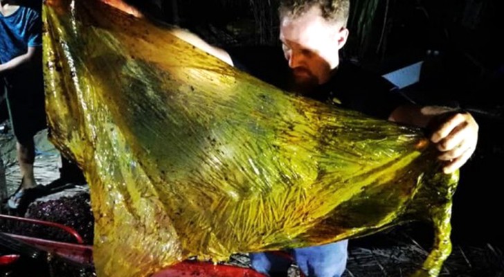 I ricercatori trovano una balena morta con 40 kg di plastica nello stomaco, tra cui buste e sacchi per il riso