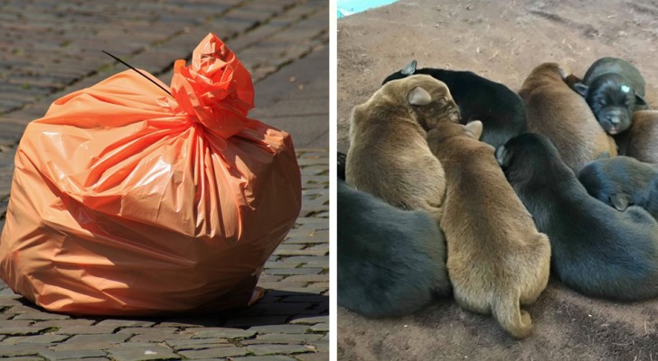 Tira 8 cachorros en una bolsa de la basura: la policía lo intercepta y lo arresta