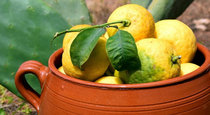 Así es como se cultiva una planta de limones en casa sin comprarla en el supermercado