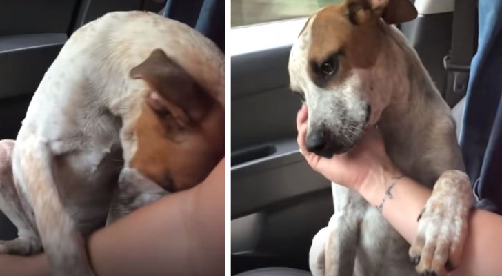 The way this puppy thanks this woman for adopting it moves us more than a thousand words