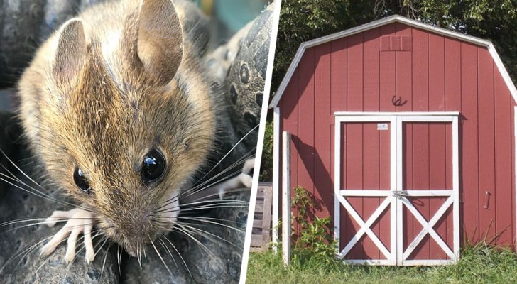 Il ne comprend pas qui range sa remise tous les soirs : une caméra lui révèle qu'il s'agit d'un rat des champs