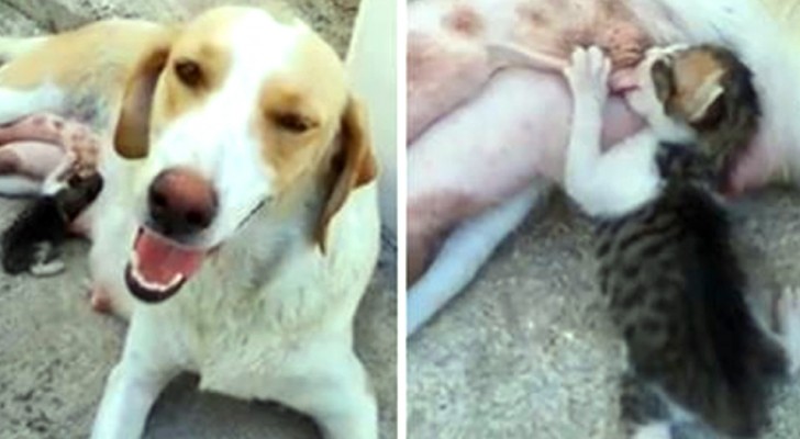 A person without a heart threw a kitten in the garbage, but this little dog adopted it